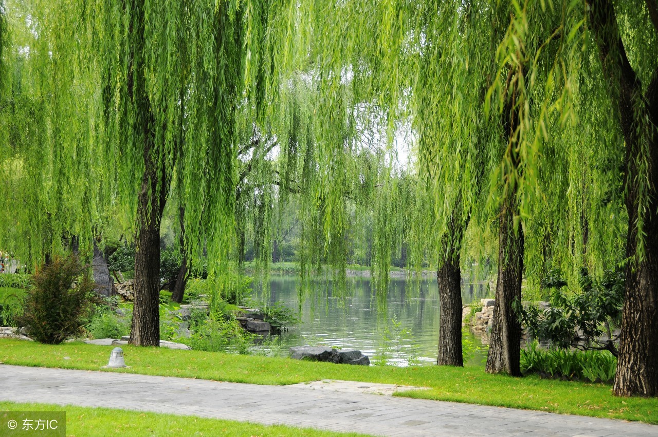 春节古诗和译文,1-3年级春节古诗四句