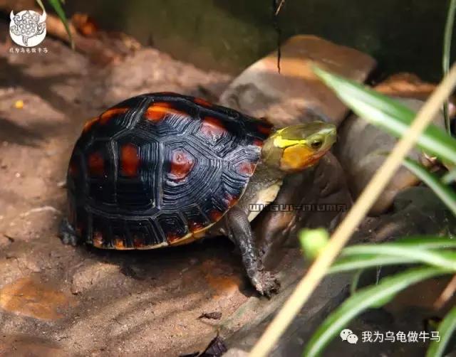 黄缘闭壳龟全集,黄缘闭壳龟和黄缘盒龟