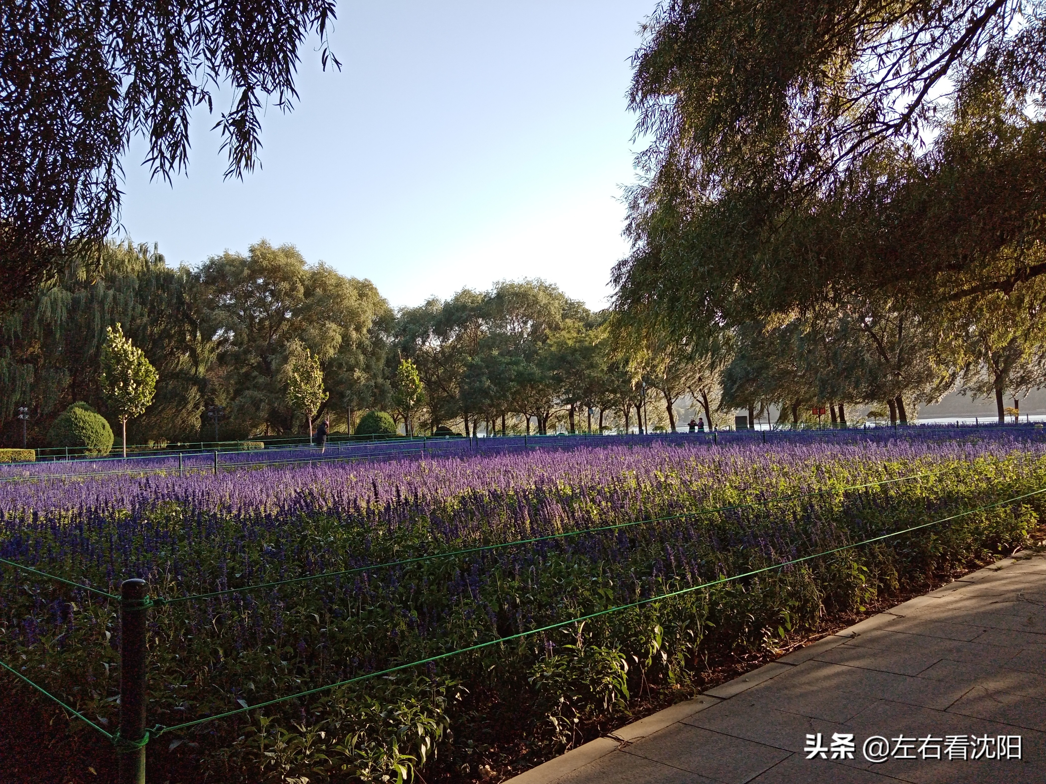 沈阳沈水湾公园看日出,沈阳浑河看海的地方