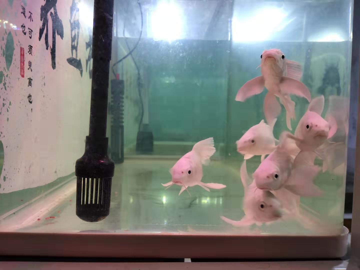 10年鱼缸漏水有必要维修吗,鱼缸烟丝补漏法