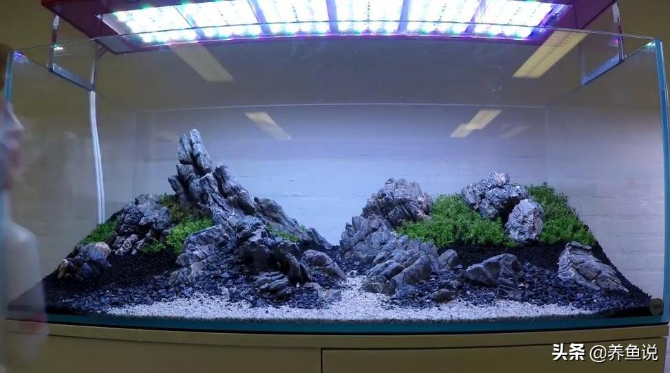 圆形鱼缸养什么鱼最合适,大鱼缸能养小型观赏鱼吗