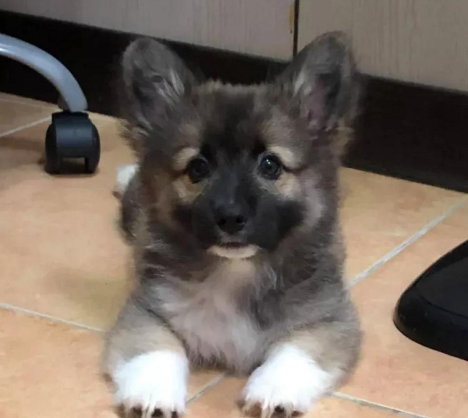 养了一只柯基狗,养了一只柯基是什么样子