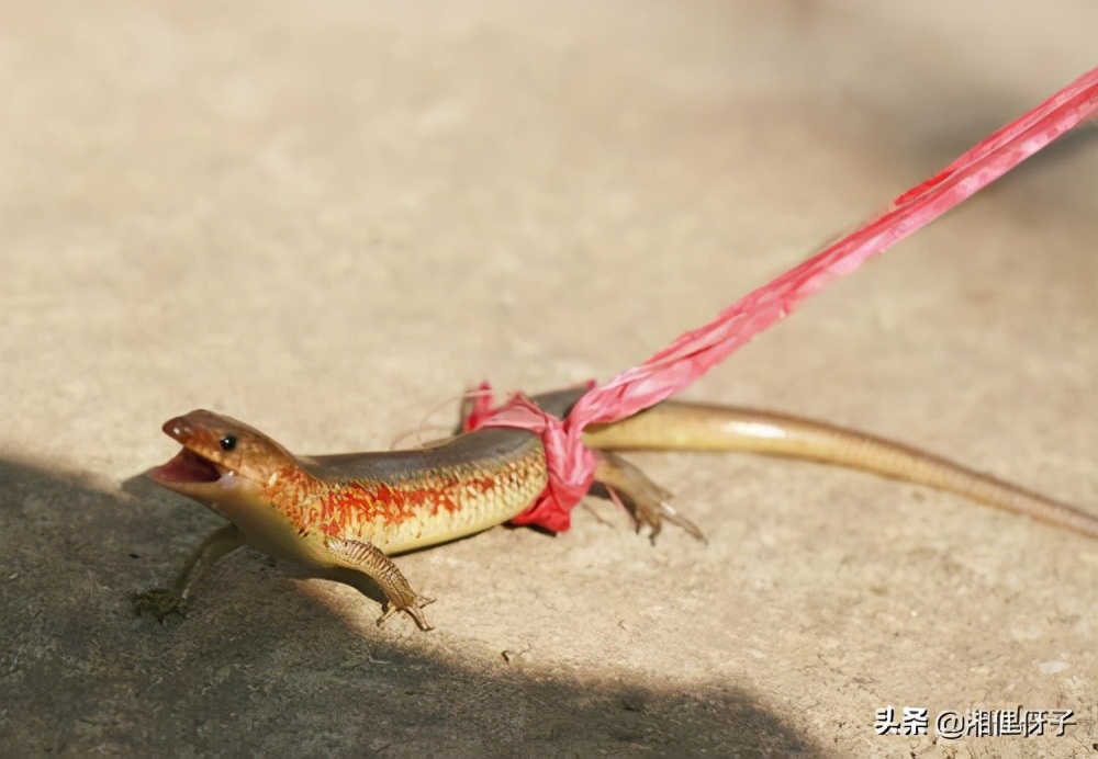 俗称“山泥鳅”，80后把它当宠物，却不知价值珍贵，如今少见了