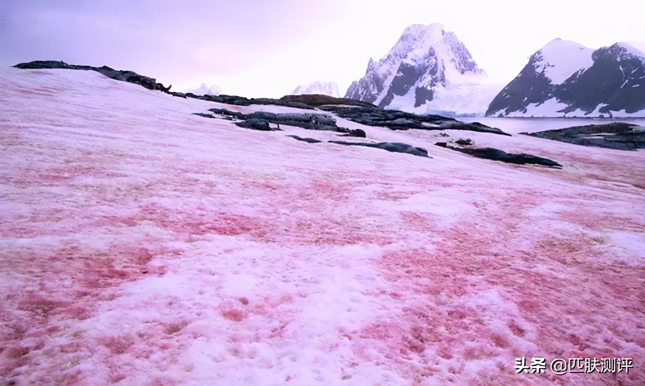 抗衰美白精华各品牌测评,防衰精华质量