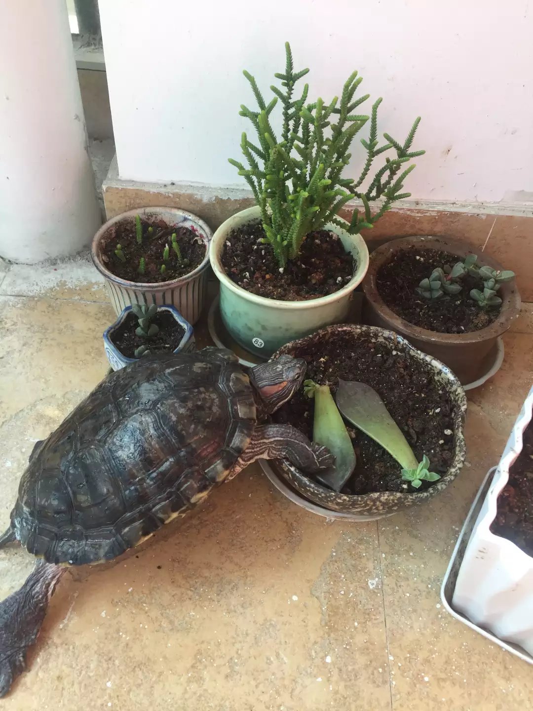 日本老人养一只大乌龟,养12年的大乌龟被找到