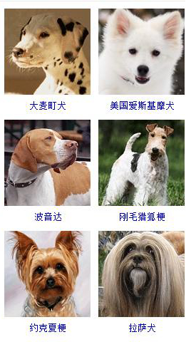 狗狗品种大全及图片超可爱宠物狗,宠物狗的常见品种名称大全