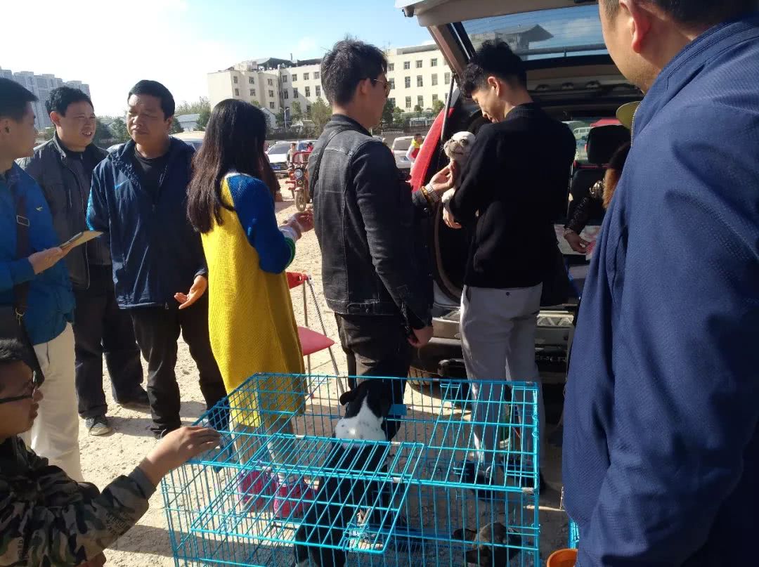 去宠物店买斗牛犬,去狗狗市场买斗牛犬