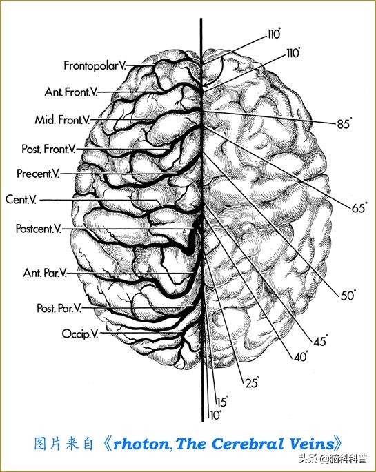 脑静脉分为深浅两支,脑静脉解剖