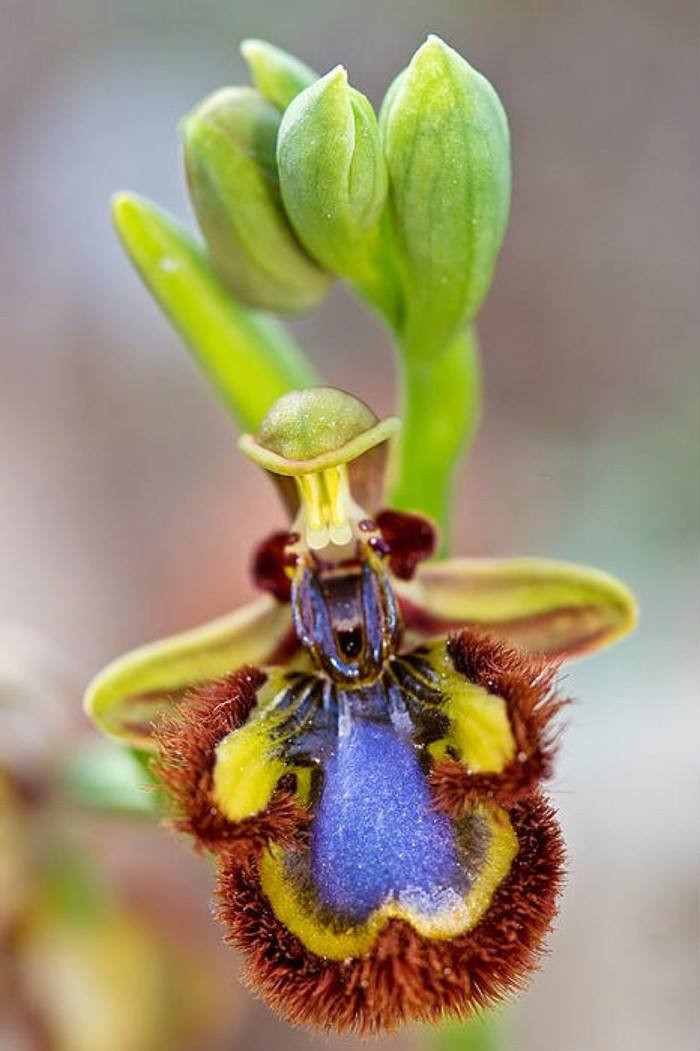 奇花异草大全罕见图文,极其罕见的奇花异草
