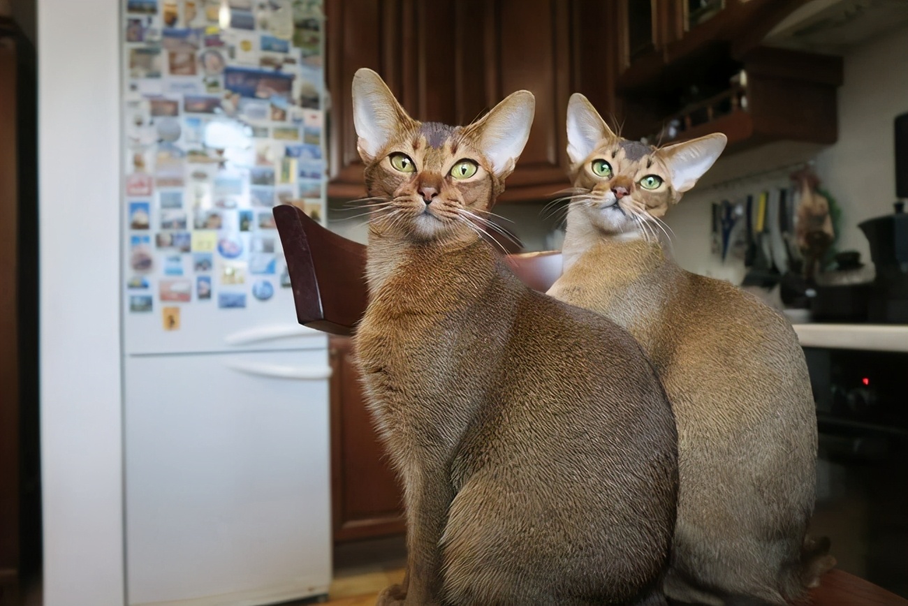 猫界中最通人性的几种猫你养了吗,蓝猫和蓝白猫的脾气温顺些