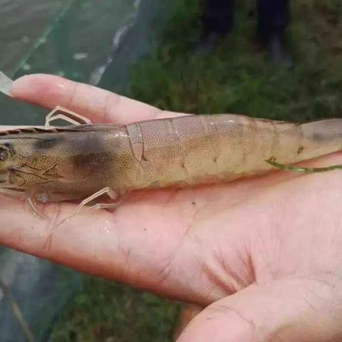 对虾空肠空胃可以治好吗,对虾喂料两小时后空肠空胃正常吗