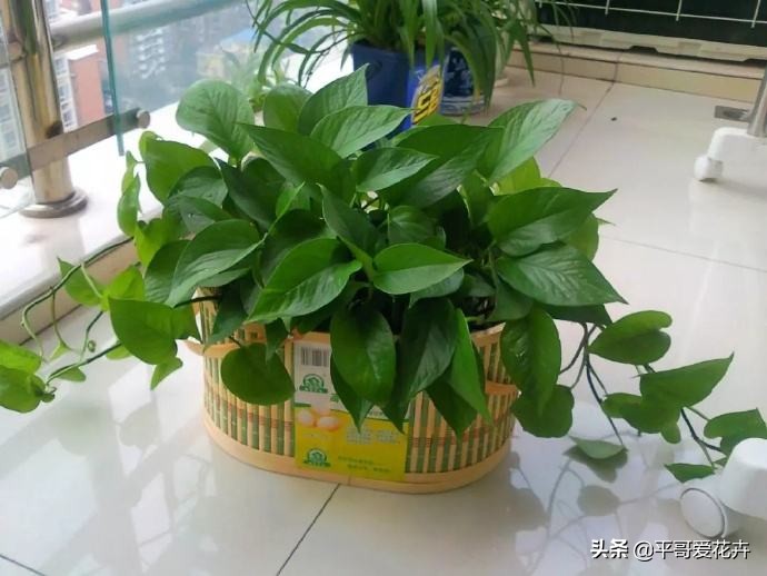 绿萝叶片发黄应该怎么治,绿萝叶片发黄是怎么回事儿