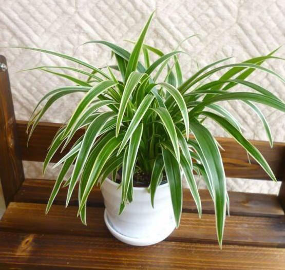 家庭盆栽金边吊兰的养护方法,金边吊兰怎么养才能更旺盛长得快