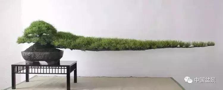 文人飘枝盆景图片欣赏,斜杆式飘枝盆景图片欣赏