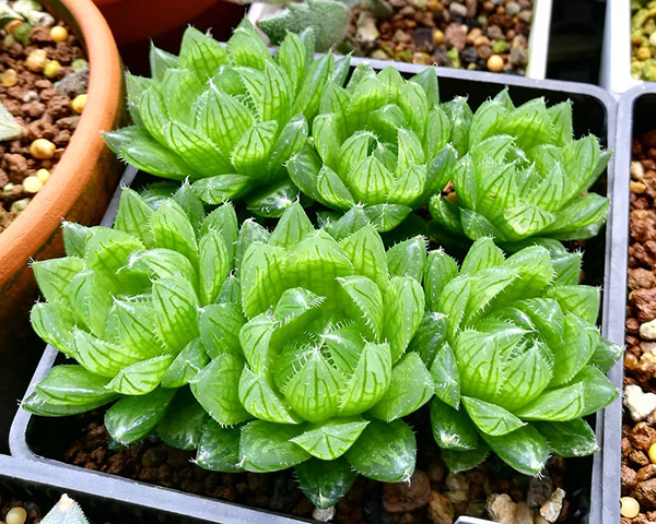 多肉植物一年四季可以晒太阳吗,夏季怕热怕晒的多肉植物