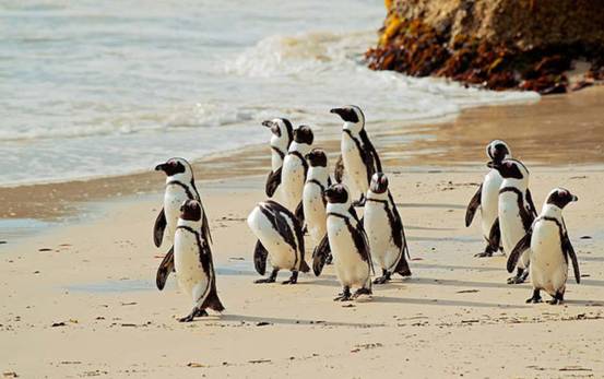 非洲也有企鹅？专家称非洲企鹅叫声像驴，将在14年后功能性灭绝