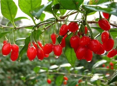 枸杞子有滋补肝肾缓和药性的功效,枸杞子原汁功效与作用