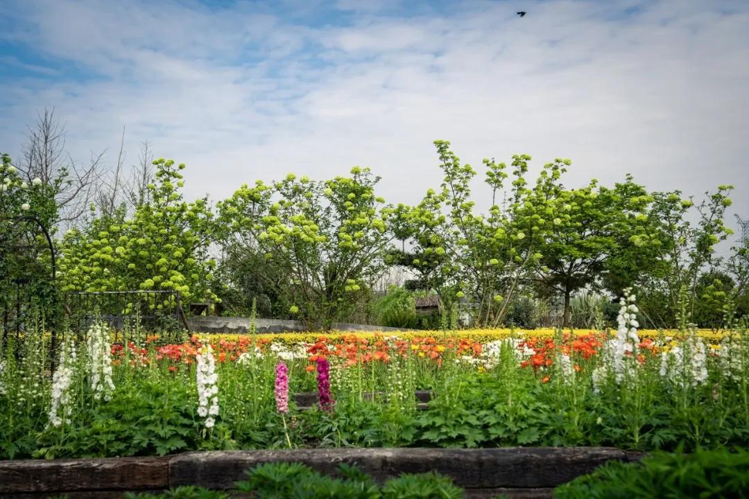梦幻花园开园了！就在双流彭镇！免费的那种