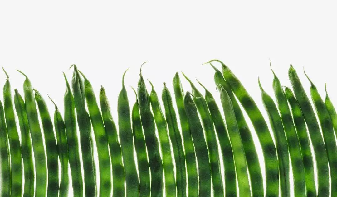 自家阳台小菜园种的纯天然蔬菜,阳台种植一年四季可以吃的蔬菜