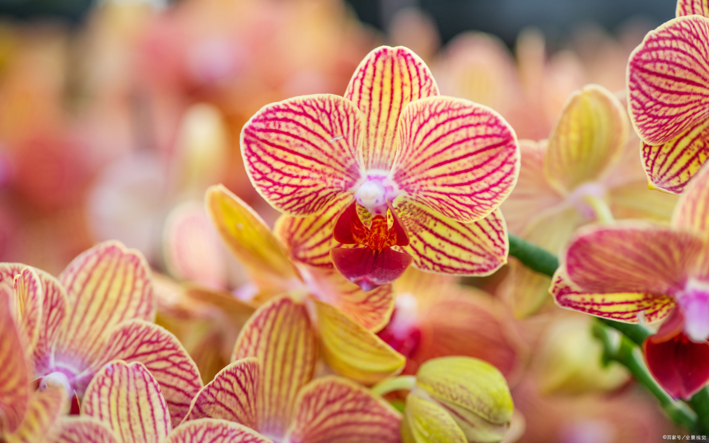 这几种花卉，冬天在家养上几盆，高端大气上档次