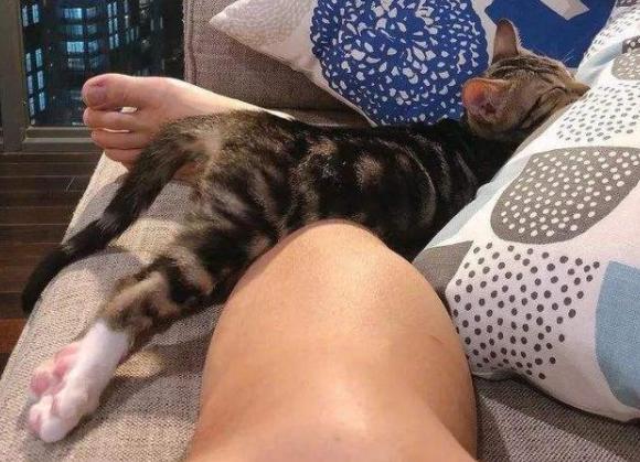 猫咪睡着翻来翻去是什么意思,猫咪有这些表现说明很蠢养得心累