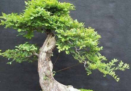 家里常见的果树有哪些,这些树千万不能栽在家门口