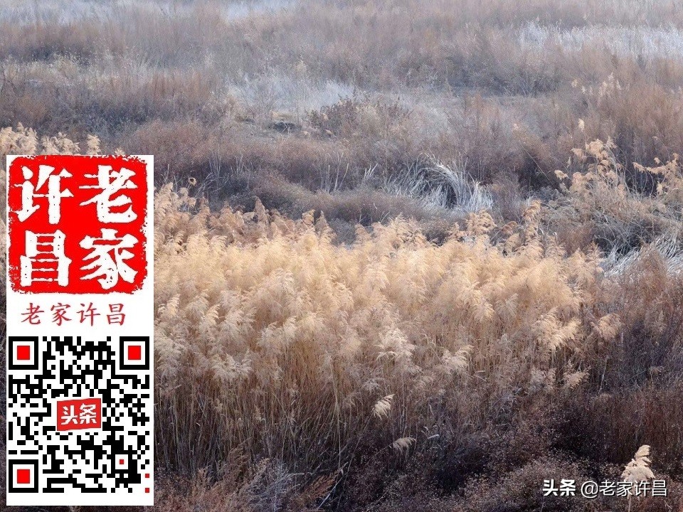 屋坚强，七百清泉湖，河南最大寺……许昌此处故事知多少