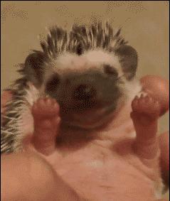 刺猬除了刺猬粮啥也不吃,刺猬爬枣树