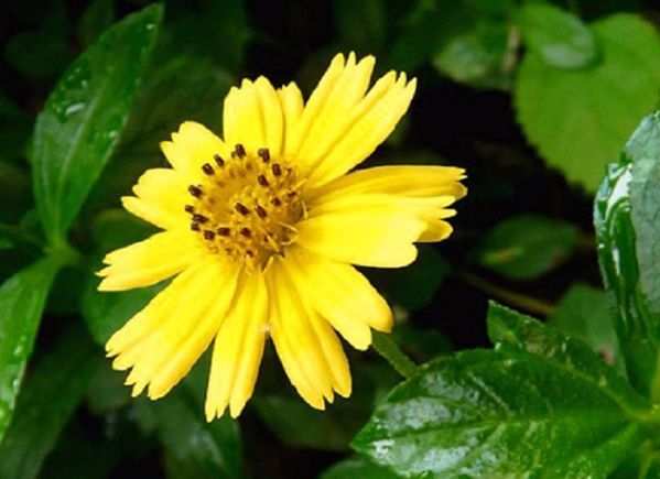 100种常见观叶植物图鉴史上最全,农村常见的100种植物