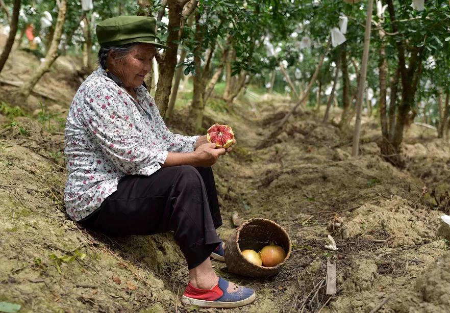 突尼斯软籽石榴可以喝的石榴,突尼斯软籽石榴和雅诗兰黛