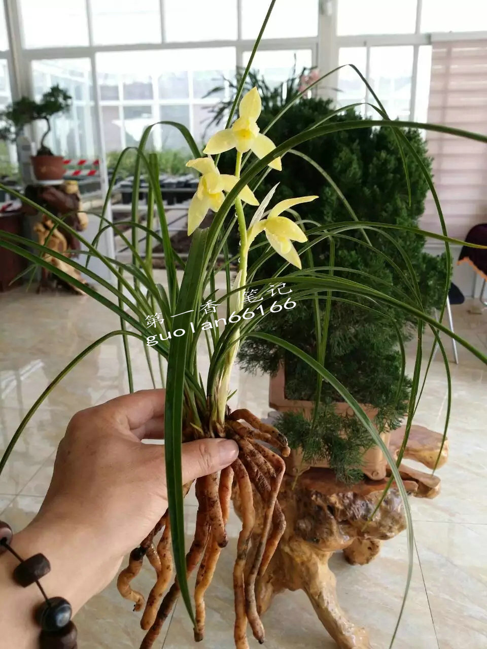 586：西南部兰市热火朝天-莲瓣兰大众化铭品交易量迅猛