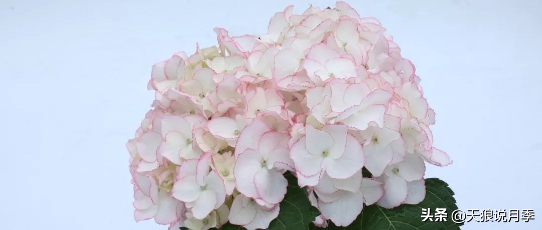 绣球季家里不缺花，全场8折迎初夏