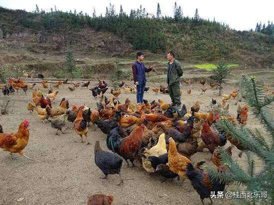 农村有什么可以返乡创业,回农村创业有什么好项目和政策