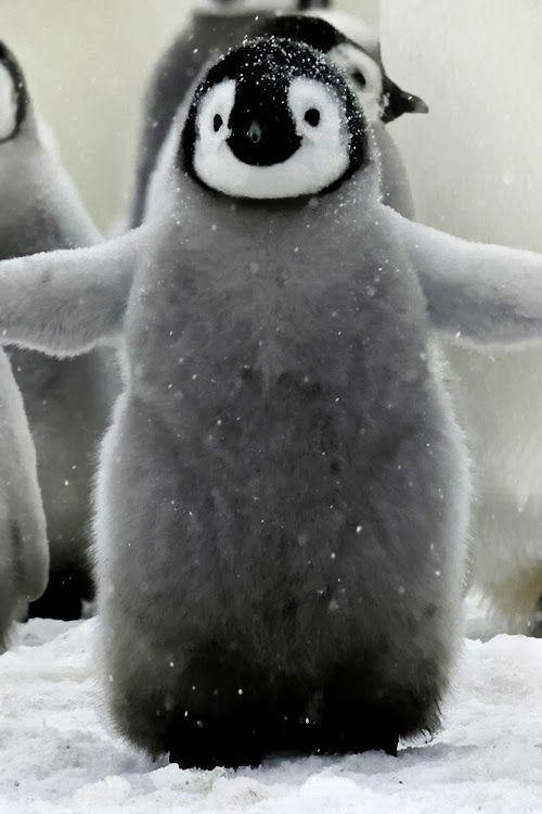 为什么北极没有企鹅宝宝,放在北极的69只企鹅怎么样了