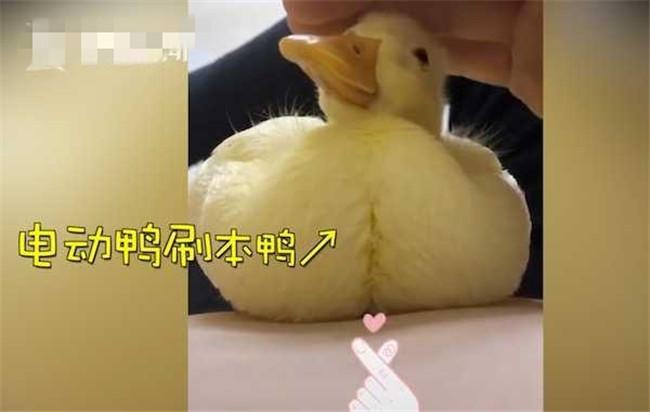 格格：小鸭宝宝冲上来猛亲，得个新绰号“电动鸭刷帮主人剔牙