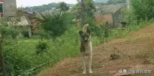 这样的中华田园犬难道你不爱吗,到底什么才是真正的中华田园犬