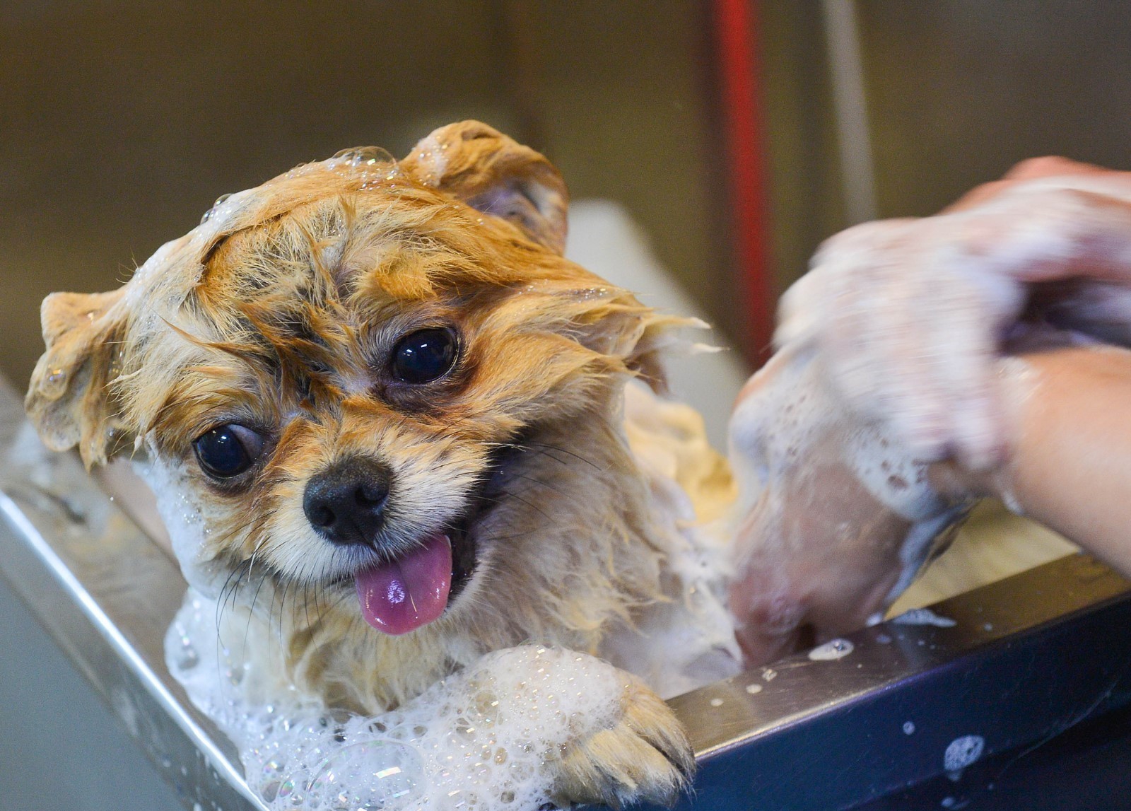 狗狗哪几个部位会散发异味,狗狗臭的解决方法