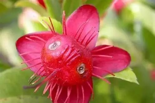 世界顶级奇花异卉,100种奇花异草图