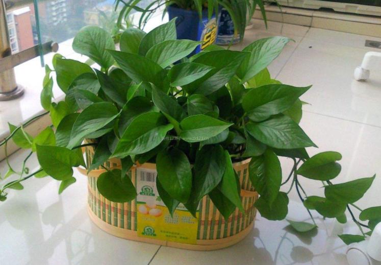 土培绿萝怎样让叶子生长快速,水培绿萝叶黄了怎么养才能更旺盛