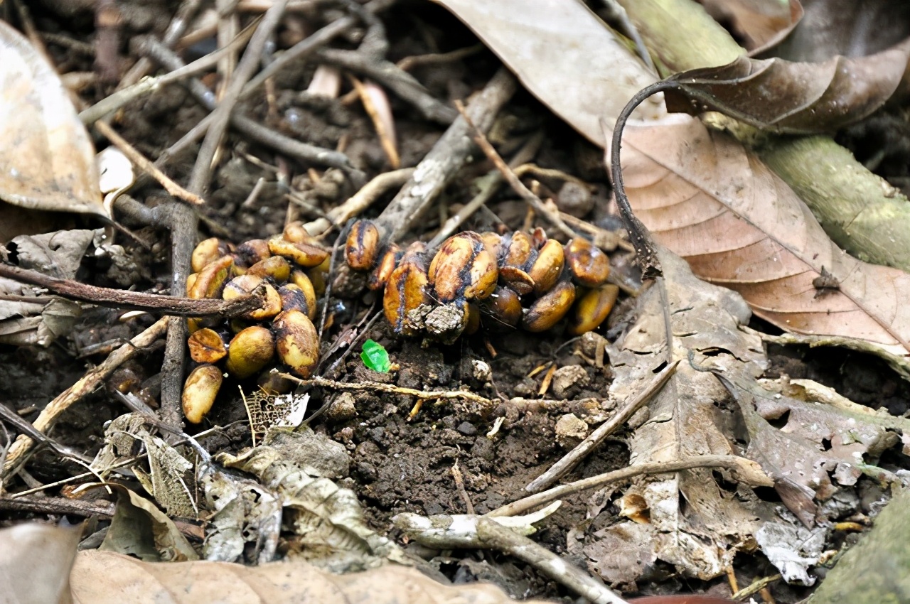 世界上最贵的猫屎咖啡豆,世界最昂贵咖啡豆