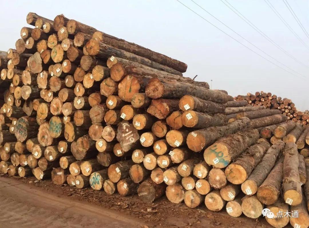 黑龙江落叶松木材价格多少钱一吨,落叶松今日木材价格行情