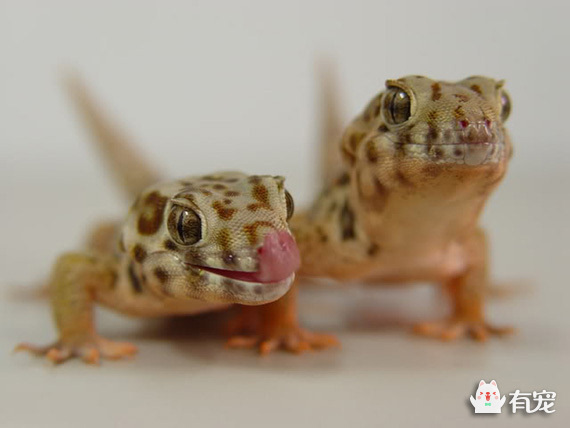 不臭不掉毛的宠物还好养,不咬人不掉毛的宠物推荐