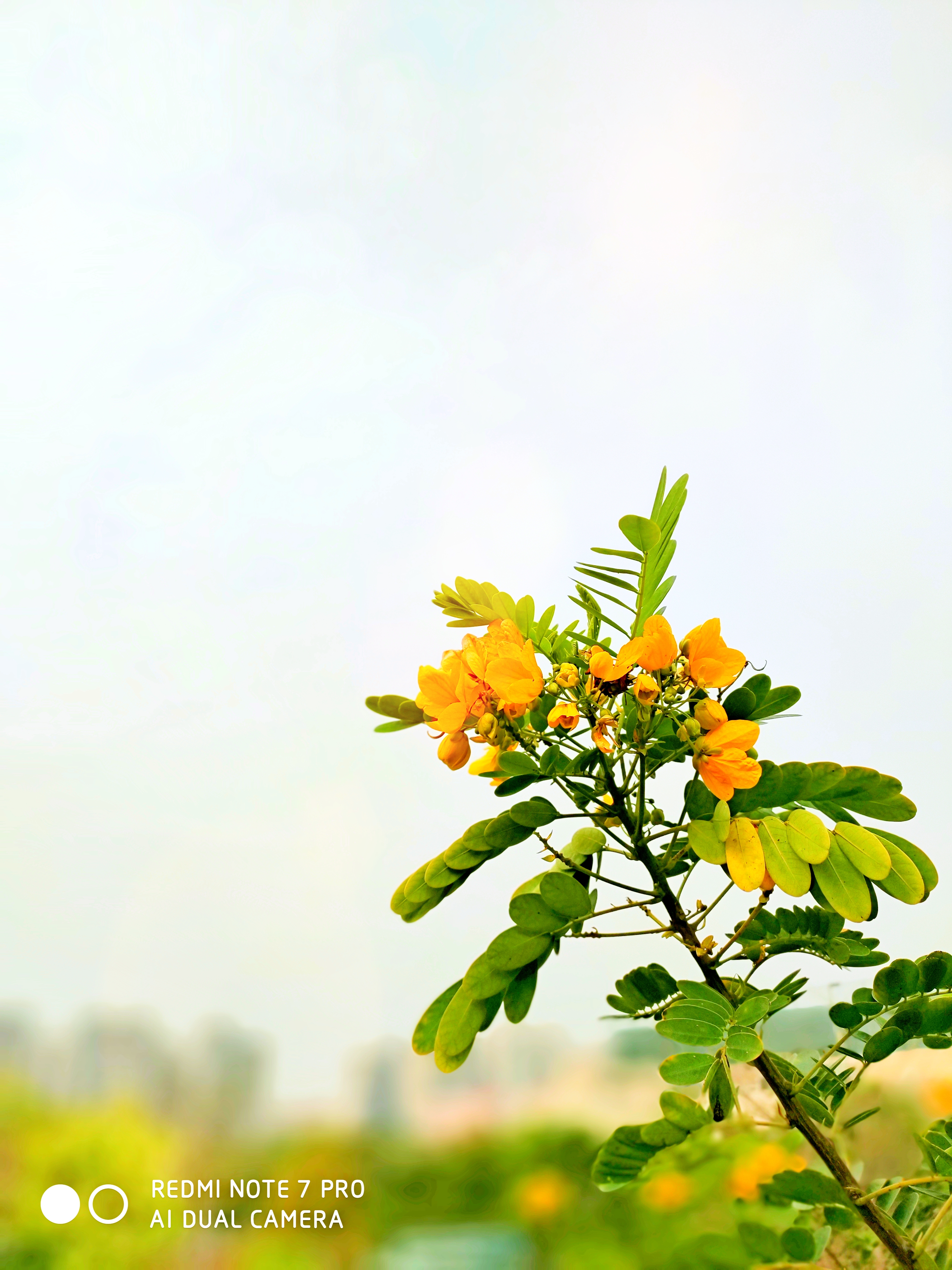 note7pro璐ㄩ噺,灏忕背note7pro娣卞害璇勬祴