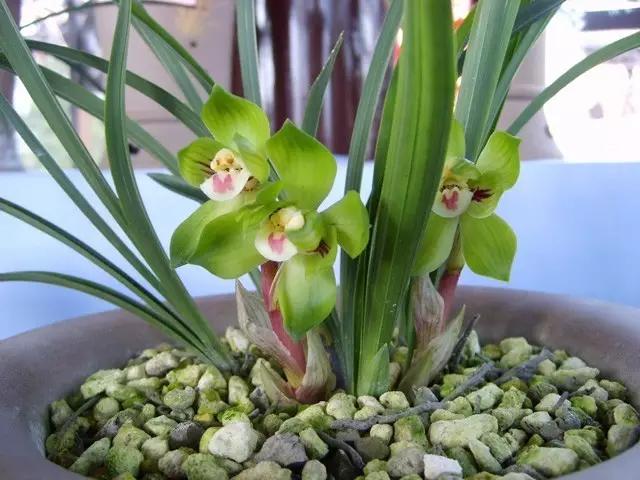 花中四君子为何是梅兰竹菊,花中四君子梅兰竹菊的顺序