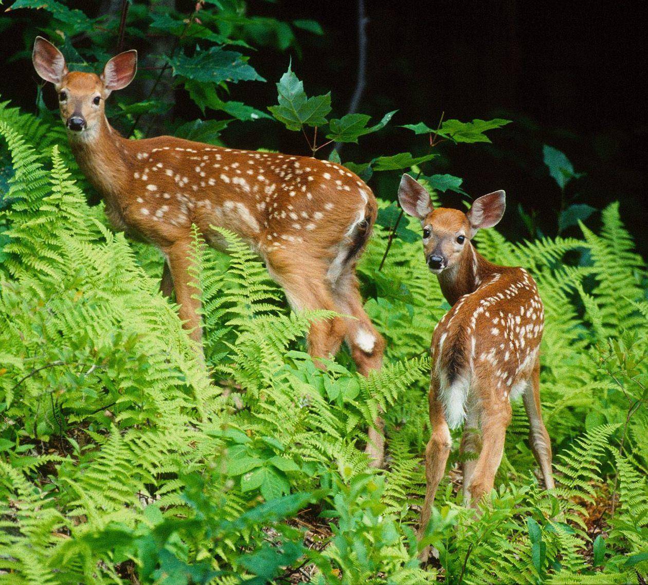 梅花鹿的鹿茸砍掉会死吗,鹿茸割了梅花鹿会受影响吗