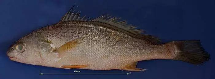 赤嘴鳘鱼胶多少钱一斤,纯野生湛江赤嘴鳘鱼胶花胶