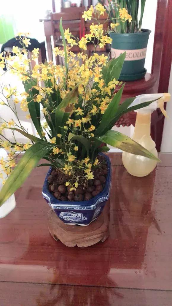 哪种兰花易开花又好养,最容易开花的兰花一年开多次