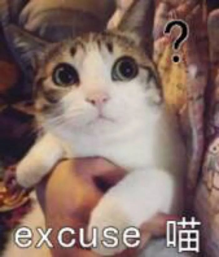 我们一起“拼猫”好不好？乖巧的时候归我，撒泼的时候归你