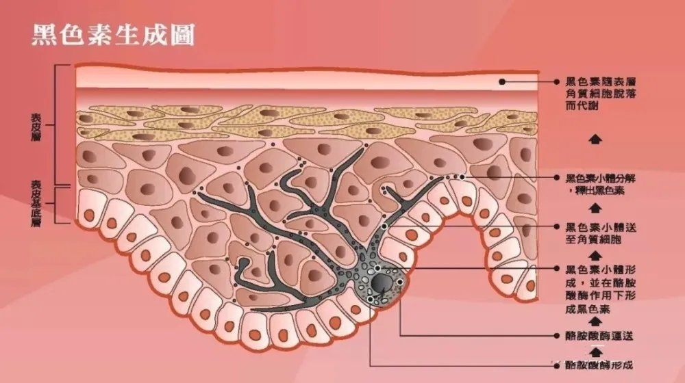 用了1000瓶美白精华也白不了？这难道就是所谓的“无效美白”