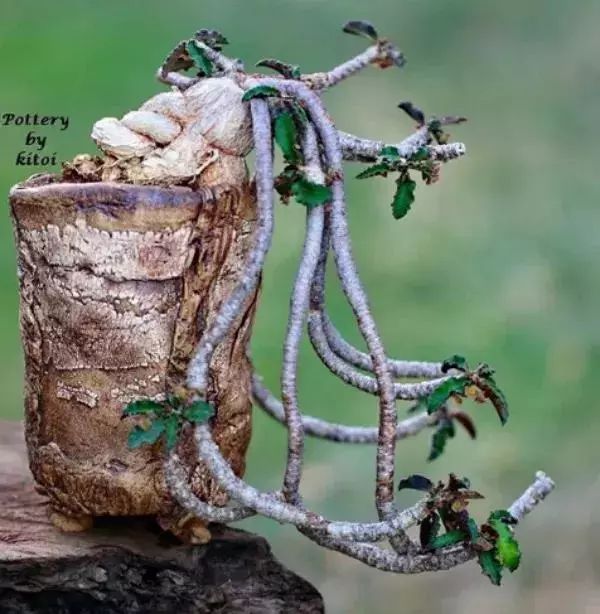 大叔养多肉20年，一片叶子上万块，盆盆都快成精了！